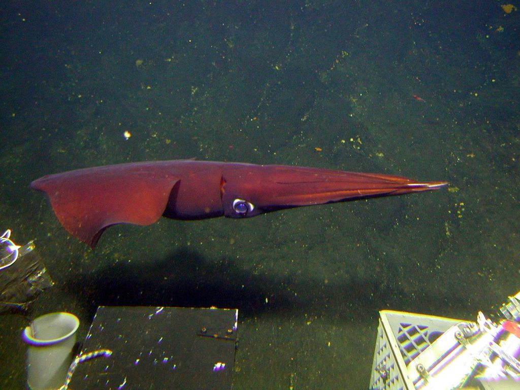 Deep Sea Exploration Uncovers Species and Minerals Deep sea submersible exploring the ocean floor with lights